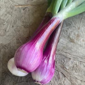 Oignon Rouge Nouveau/Frais