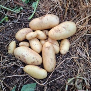 pommes de terre nouvelles