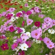 Botte de Fleurs
