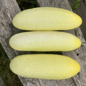 Concombre "White Wonder"