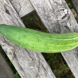 Concombre "Vert Long Maraicher"
