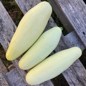Courgette couleur Crème 