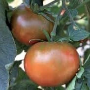 TOMATE NOIRE DE CRIMEE