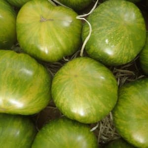 TOMATE TIVERTA