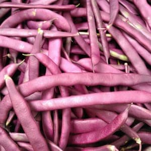 Haricot Violet