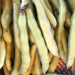 Fèves Super d’Aguadulce