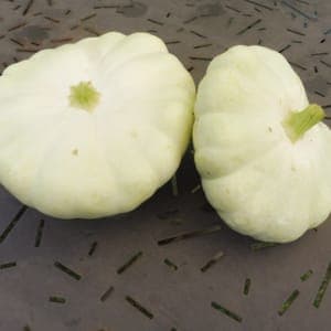 Pâtisson blanc