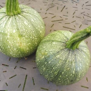 Courgette Ronde de Nice