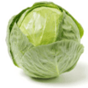 Chou cabus blanc