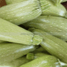 Courgette allongée