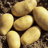 Pomme de terre primeur