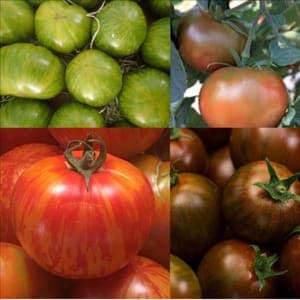 TOMATES COULEURS