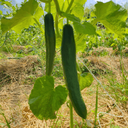 Ferme Du Champ Gaillard #3
