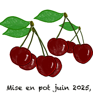 Confiture cerises