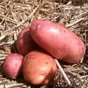 POMME DE TERRE "DESIREE" NOUVELLE