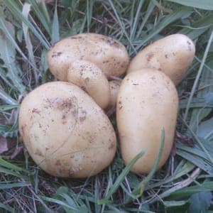 POMME DE TERRE "ALLIANS" NOUVELLE
