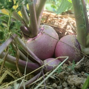 NAVET "GLOBE A COLLET VIOLET"