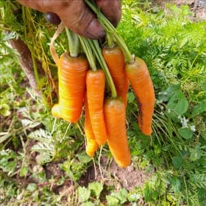 Carottes fanes