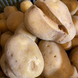 Pommes de terre nouvelles variété Nicolas
