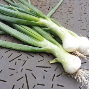 Oignon Rebouillon