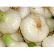 Oignon blanc frais