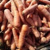 Carottes vrac