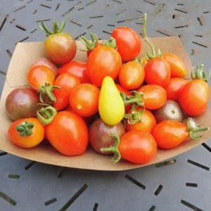 Tomates cerises différentes variétés
