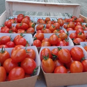 Tomates cerises 
