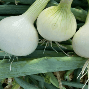 Oignon blanc en botte