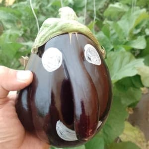Aubergine Le Potager du Coin