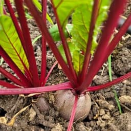 Les Jardins de Kerhardic #5