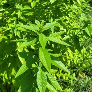 Bouquet verveine 