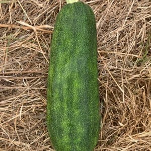Courgette Verte