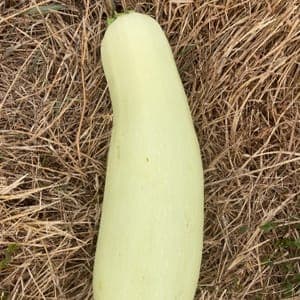 Courgette couleur Crème 