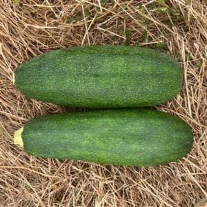 Courgettes Vertes en Duo (Lot de 2) 
