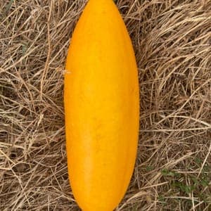 Concombre Orange