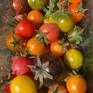 Tomates cerises