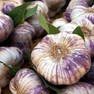 Ail violet