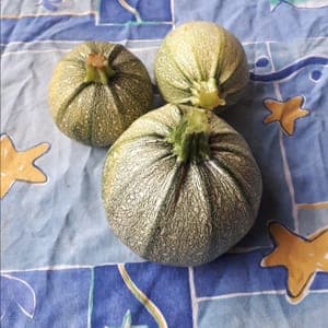 Courgettes rondes