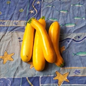 Courgette jaune vif