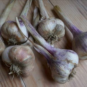 Tête d'ail violet (Azun)