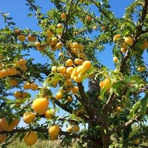 Prune Golden Japan