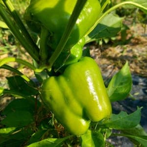 poivron