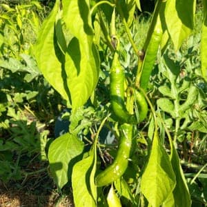 piment doux des landes
