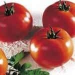 tomates rondes