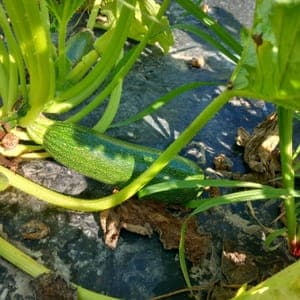 courgette