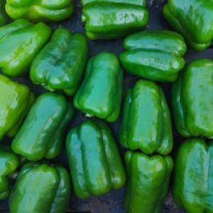 POIVRON CUBE VERT UNITE