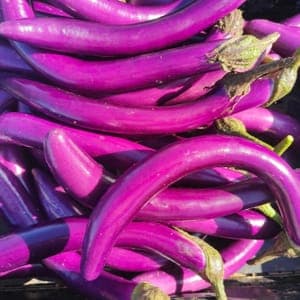AUBERGINE ASIATIQUE