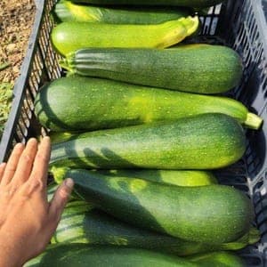 Courgette déclassée (grosse) - idéale pour farcir ou ratatouille