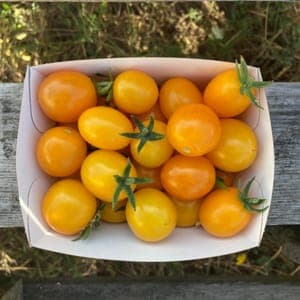 Tomate Cerise